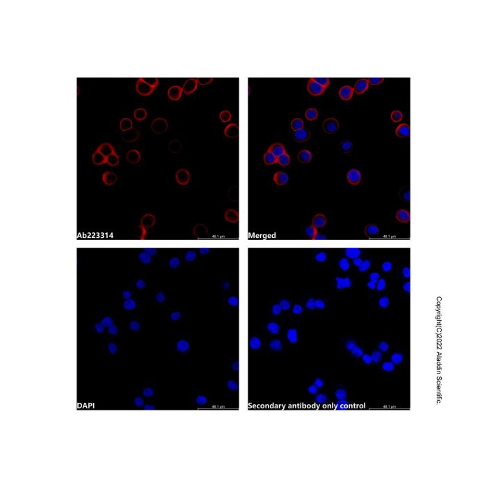 Goat Anti-Rabbit IgG H&L (AF546) -    by Aladdin Scientific