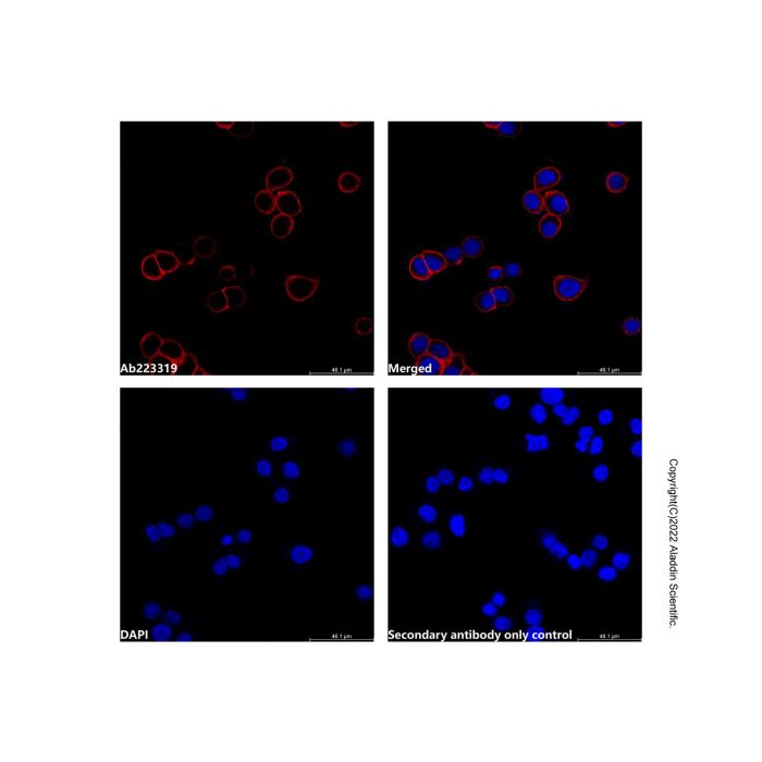 Goat Anti-Rabbit IgG H&L (AF647) -    by Aladdin Scientific