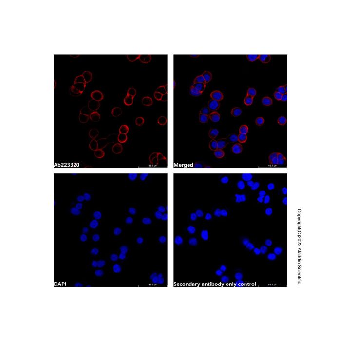 Goat Anti-Rabbit IgG H&L (AF660) -    by Aladdin Scientific