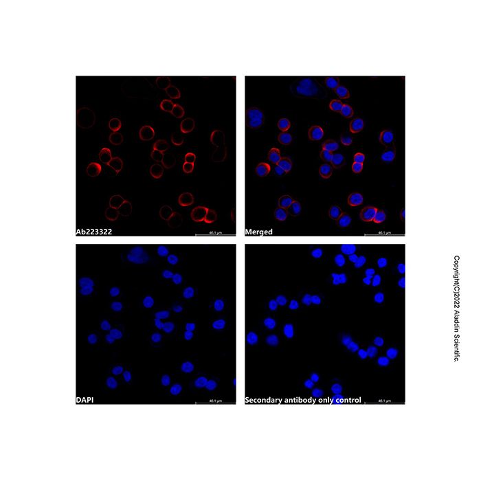 Goat Anti-Rabbit IgG H&L (AF700) -    by Aladdin Scientific