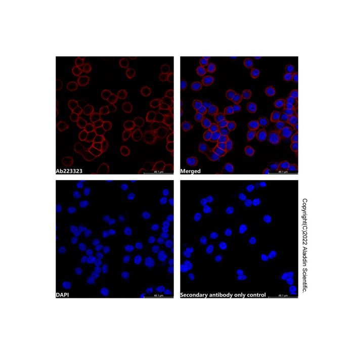 Goat Anti-Rabbit IgG H&L (AF750) -    by Aladdin Scientific