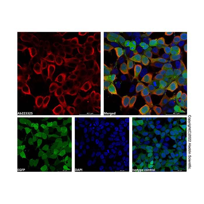 Goat Anti-Rabbit IgG H&L (PE) -    by Aladdin Scientific