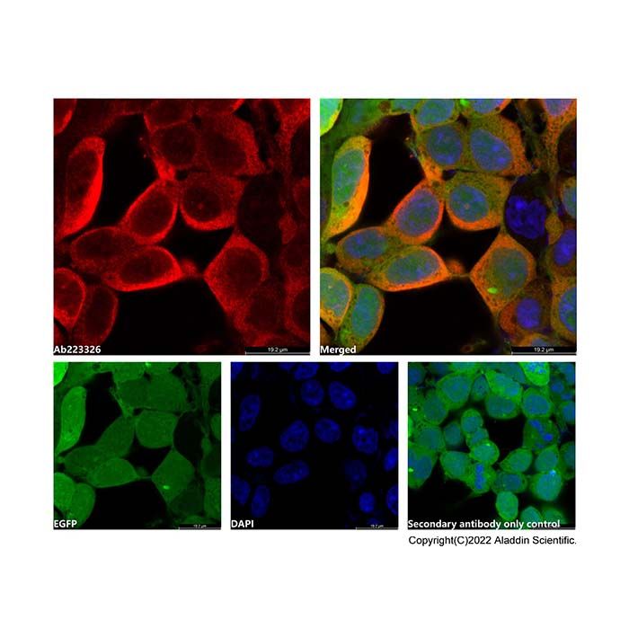 Goat Anti-Rabbit IgG H&L (APC) -    by Aladdin Scientific
