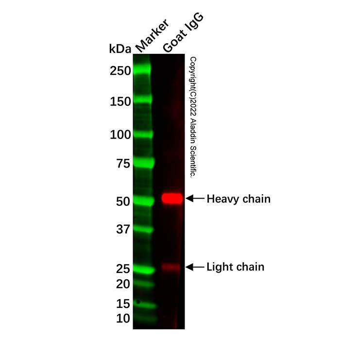 Rabbit Anti-Goat IgG H&L (HRP) -    by Aladdin Scientific