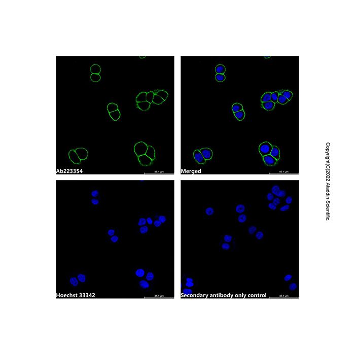 Goat Anti-Mouse IgG H&L (AF488)  -    by Aladdin Scientific