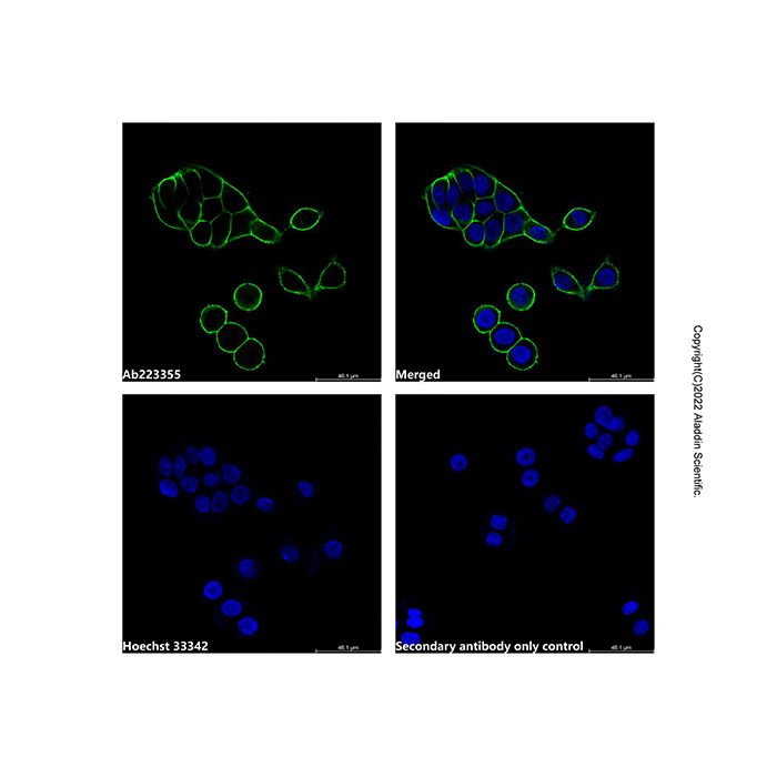 Goat Anti-Mouse IgG H&L (AF532) -    by Aladdin Scientific