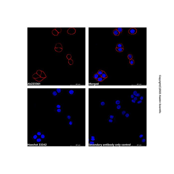 Goat Anti-Mouse IgG H&L (AF647) -    by Aladdin Scientific