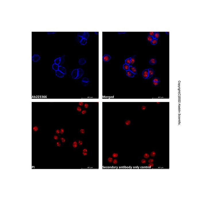 Goat Anti-Mouse IgG H&L (Pacific Blue) -    by Aladdin Scientific