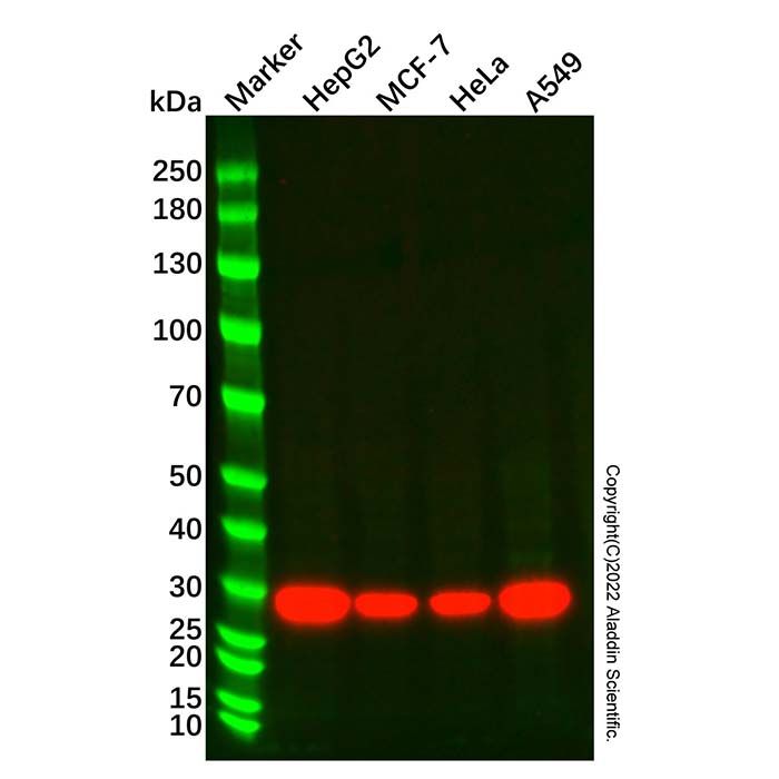 NQO1 Mouse mAb -    by Aladdin Scientific