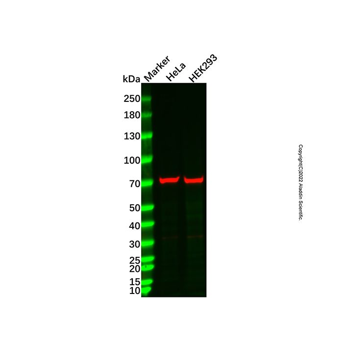 Ku70 Mouse mAb -    by Aladdin Scientific