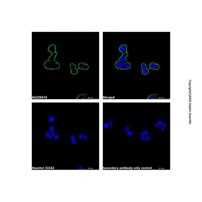 Goat Anti-Mouse IgG H&L (AF488) (Ready to use) -    by Aladdin Scientific