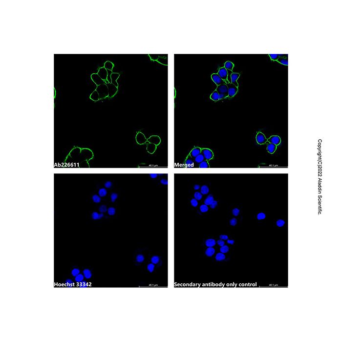 Goat Anti-Mouse IgG H&L (AF532) (Ready to use) -    by Aladdin Scientific