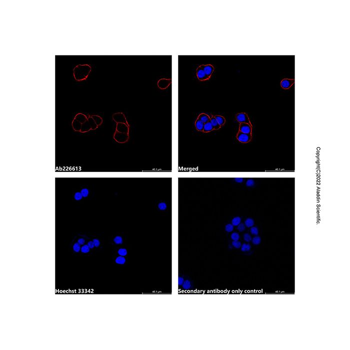 Goat Anti-Mouse IgG H&L (AF555) (Ready to use) -    by Aladdin Scientific