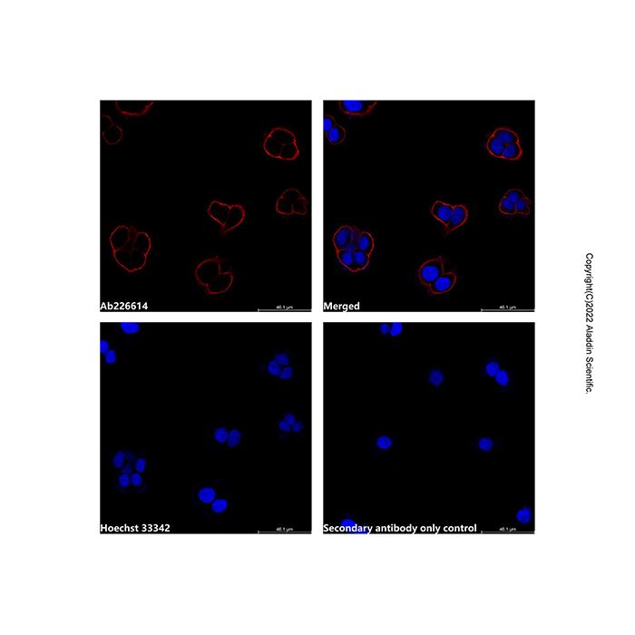 Goat Anti-Mouse IgG H&L (AF568) (Ready to use) -    by Aladdin Scientific