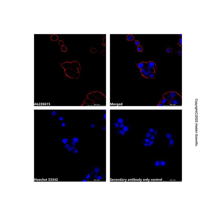 Goat Anti-Mouse IgG H&L (AF594) (Ready to use) -    by Aladdin Scientific