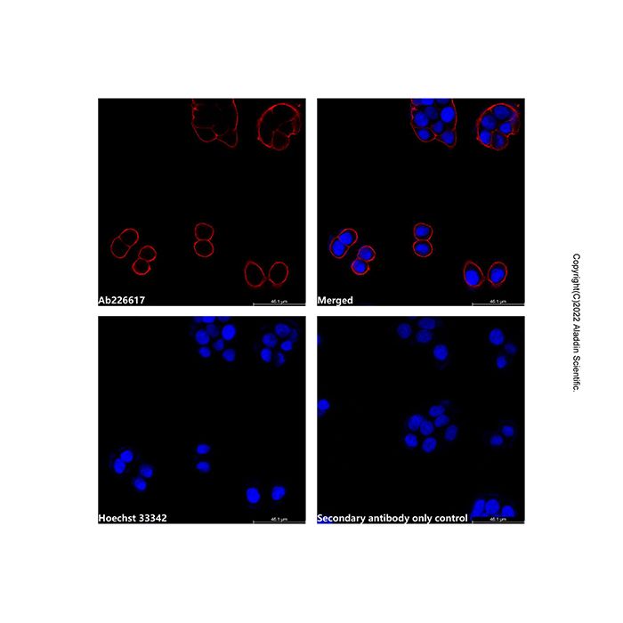 Goat Anti-Mouse IgG H&L (AF647) (Ready to use) -    by Aladdin Scientific