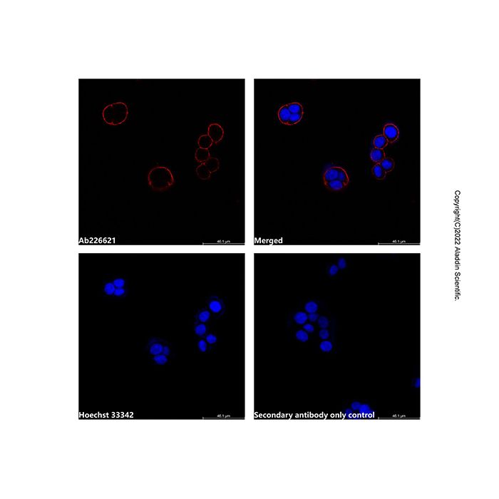 Goat Anti-Mouse IgG H&L (AF750) (Ready to use) -    by Aladdin Scientific