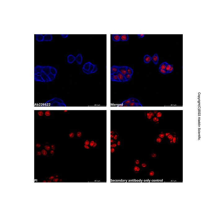Goat Anti-Mouse IgG H&L (Pacific Blue) (Ready to use) -    by Aladdin Scientific