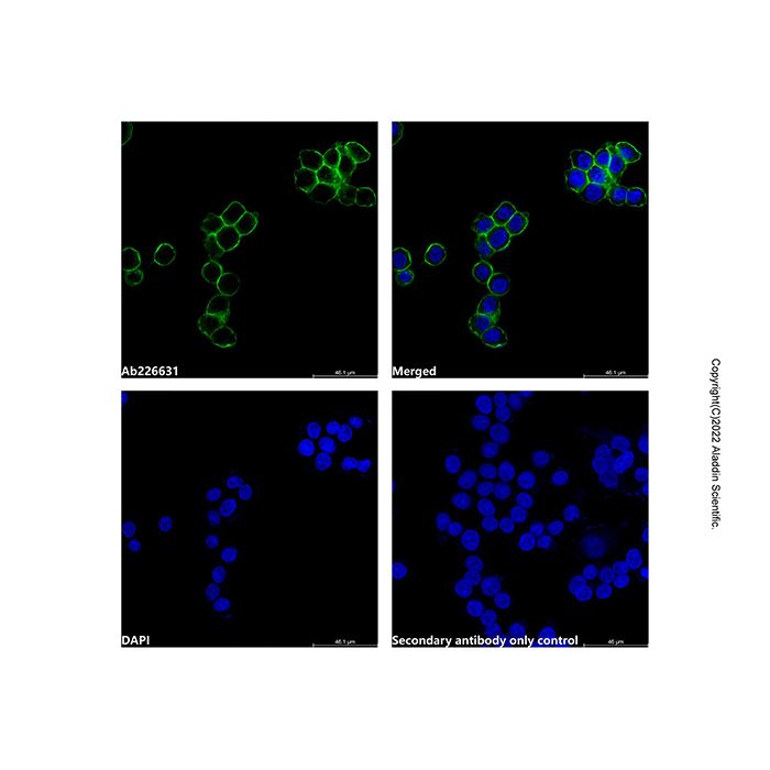 Goat Anti-Rabbit IgG H&L (FITC) (Ready to use) -    by Aladdin Scientific
