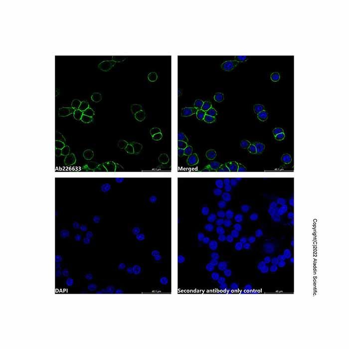 Goat Anti-Rabbit IgG H&L (TRITC) (Ready to use) -    by Aladdin Scientific