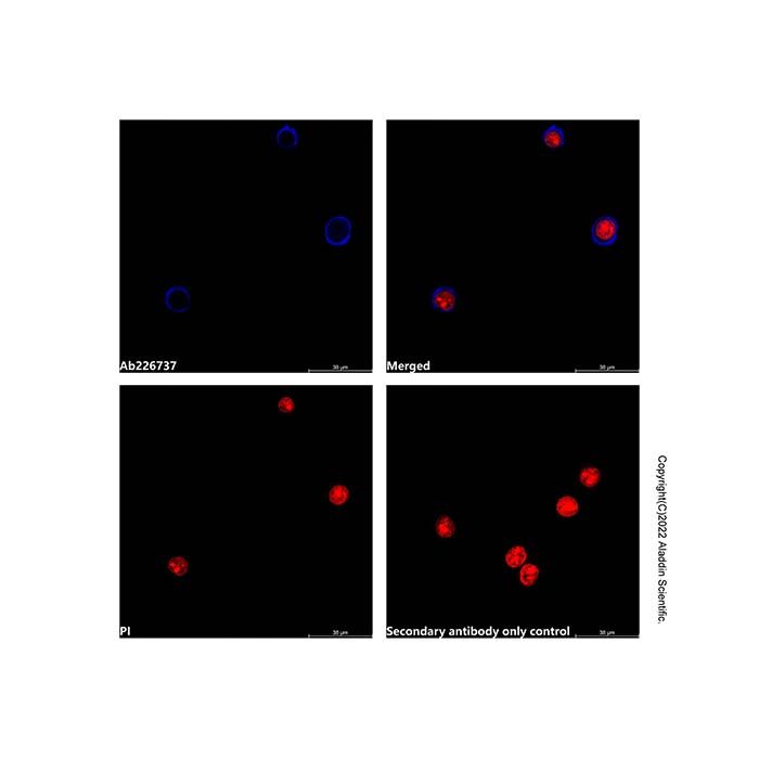 Mouse Anti-Human IgG (AF405) -    by Aladdin Scientific
