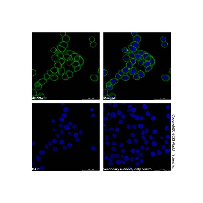 Mouse Anti-Human IgG (AF488) -    by Aladdin Scientific