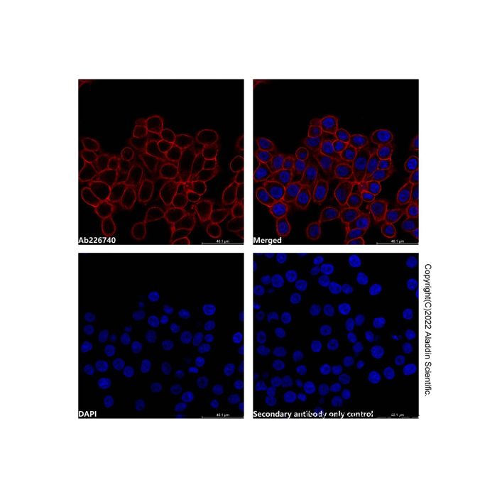 Mouse Anti-Human IgG (AF594) -    by Aladdin Scientific