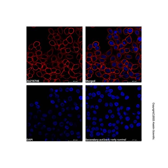 Mouse Anti-Human IgG (Biotin) -    by Aladdin Scientific