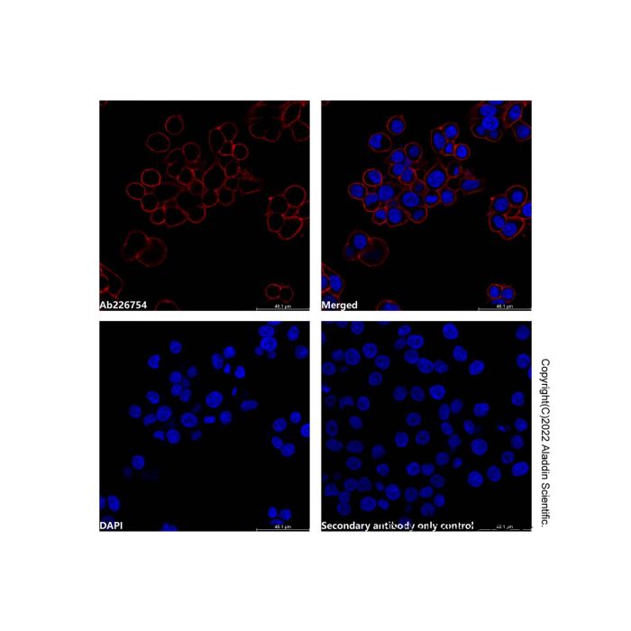 Mouse Anti-Human IgG (APC) -    by Aladdin Scientific