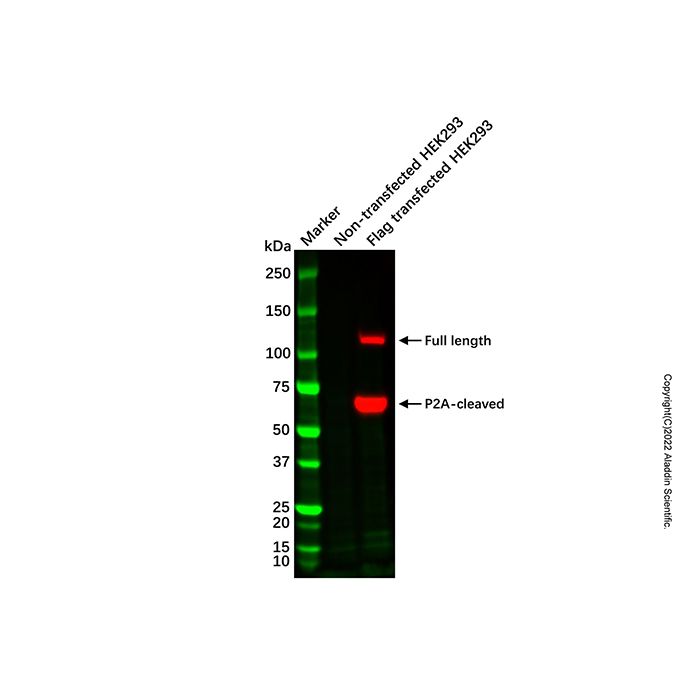 Recombinant DYKDDDDK tag (Binds to Flag tag) Antibody (HRP) -    by Aladdin Scientific