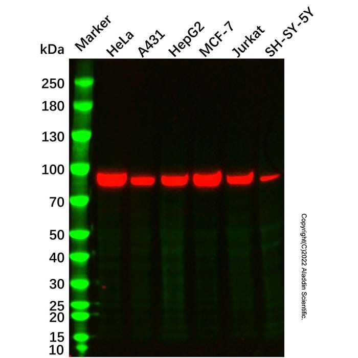 Calnexin Mouse mAb -    by Aladdin Scientific