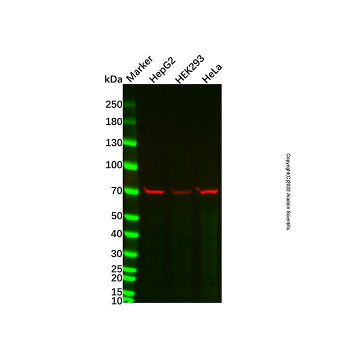 Ku70 Mouse mAb -    by Aladdin Scientific
