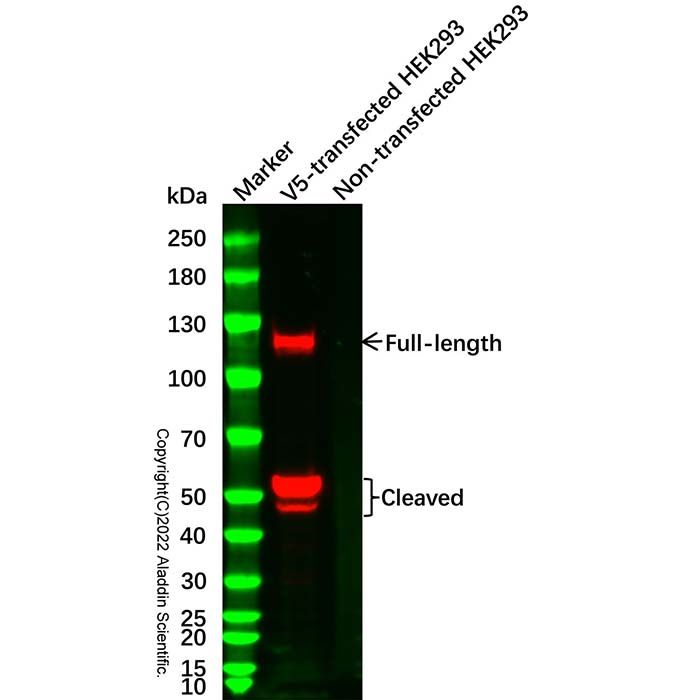 V5 tag Mouse mAb -    by Aladdin Scientific
