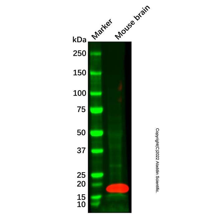 Recombinant VAMP1 Antibody -    by Aladdin Scientific