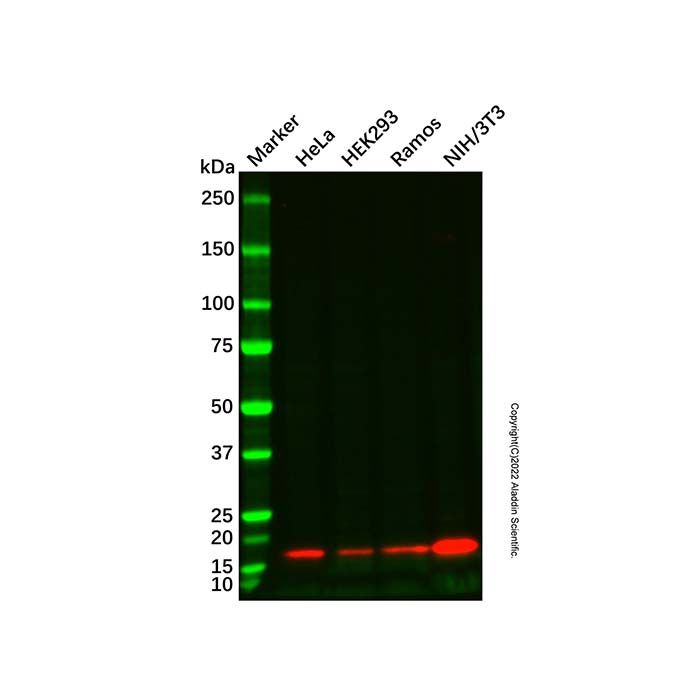 Recombinant p18 INK4c/CDKN2C Antibody -    by Aladdin Scientific