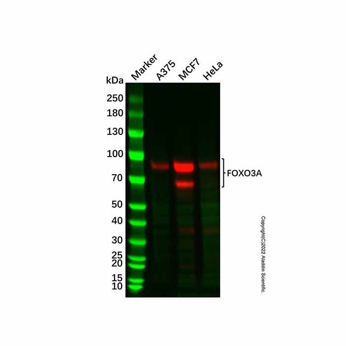 Recombinant FOXO3A Antibody -    Ab327925 by Aladdin Scientific