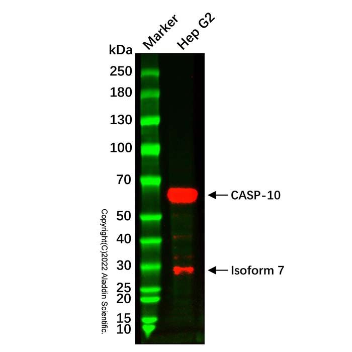 Recombinant Caspase-10/CASP-10 Antibody -    Ab331302 by Aladdin Scientific