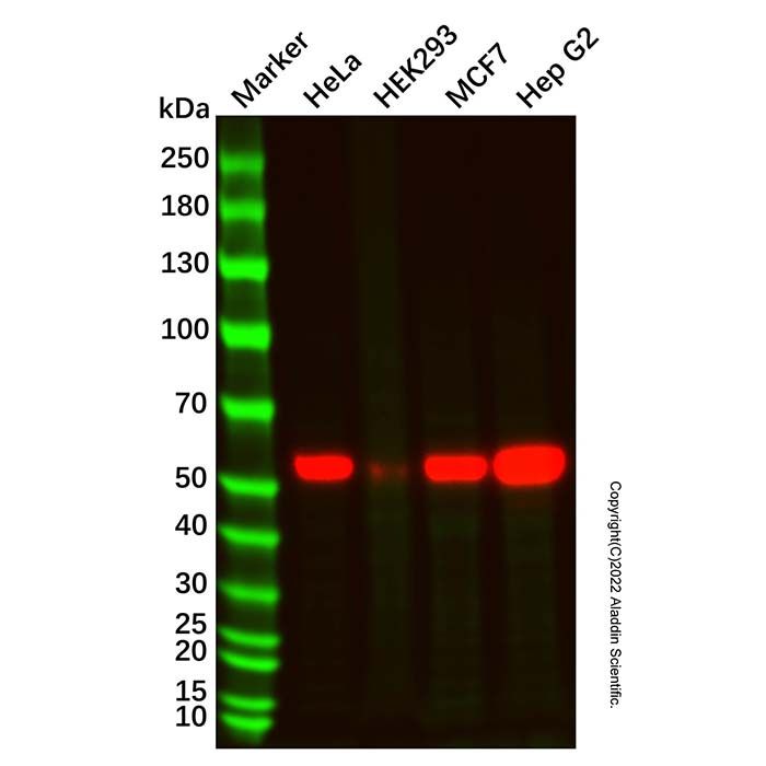 Recombinant LAP3 Antibody  -    Ab331304 by Aladdin Scientific