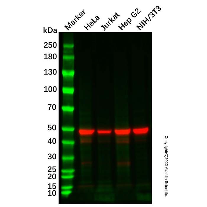 Recombinant eEF1A1/EF-Tu Antibody  -    Ab336718 by Aladdin Scientific