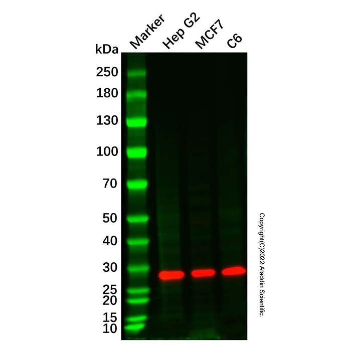 Recombinant EBI3 Antibody -    Ab336719 by Aladdin Scientific