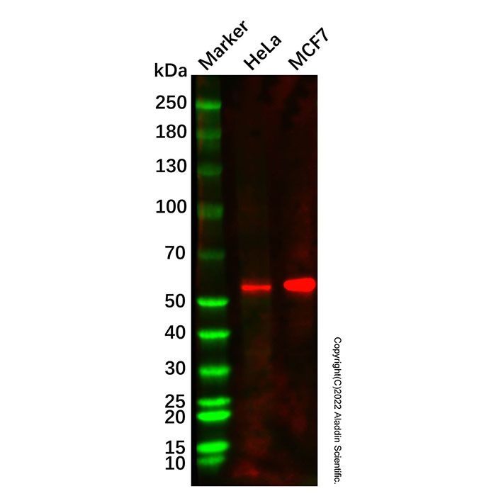 CEP55 Mouse mAb  -    Ab336926 by Aladdin Scientific