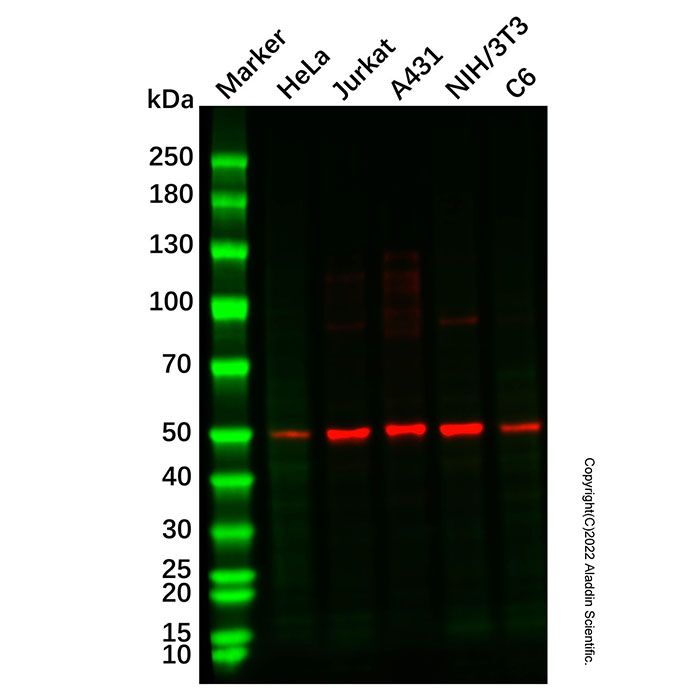 Recombinant KLF4 Antibody -    Ab336928 by Aladdin Scientific