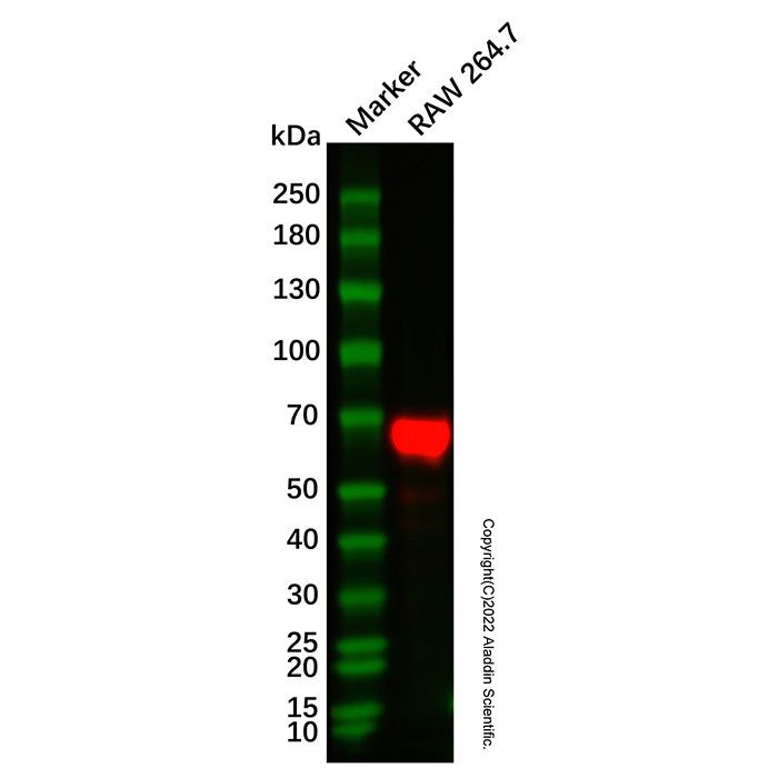 Recombinant NOXA2/p67phox Antibody  -    Ab336930 by Aladdin Scientific