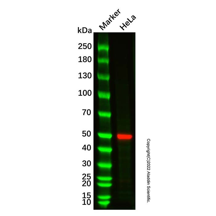 Recombinant CEP55 Antibody -    Ab336940 by Aladdin Scientific