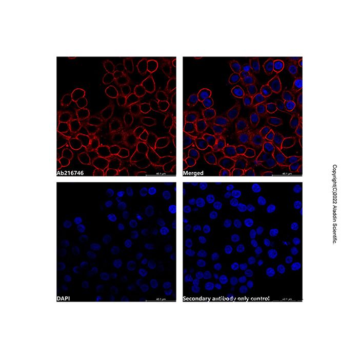 Sulfo-NHS-LC-Biotinylation Kit
