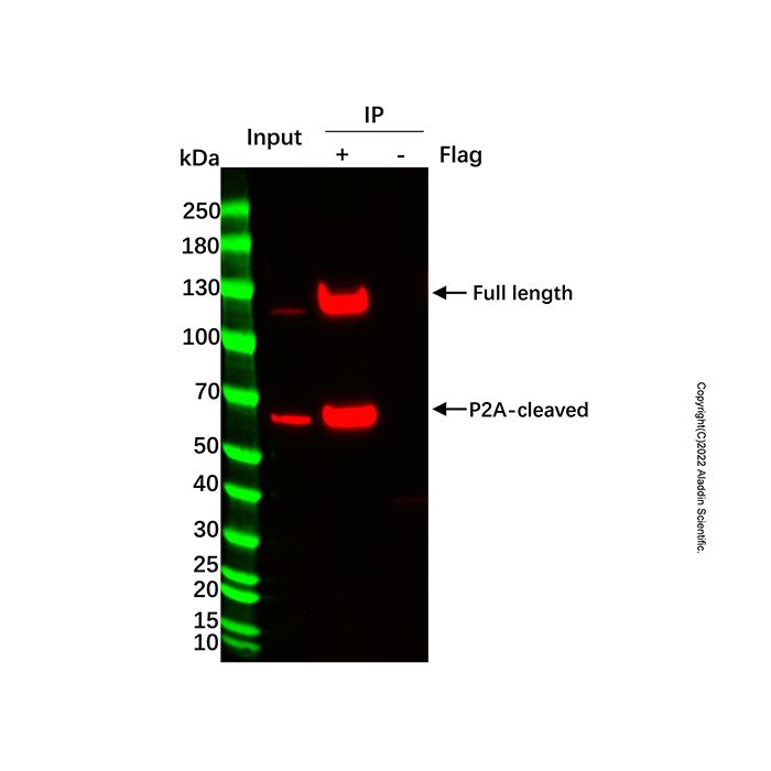Flag-tag Protein IP Assay Kit (Nanobody Magnetic Beads Method)