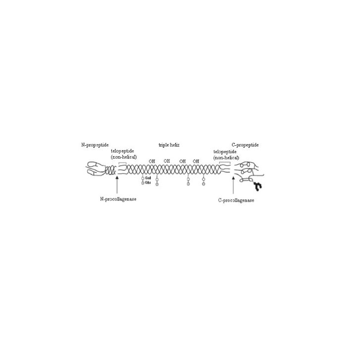 Collagen Peptide Type Ⅰ -   CAS No(9064-67-9) C1516250 by Aladdin Scientific