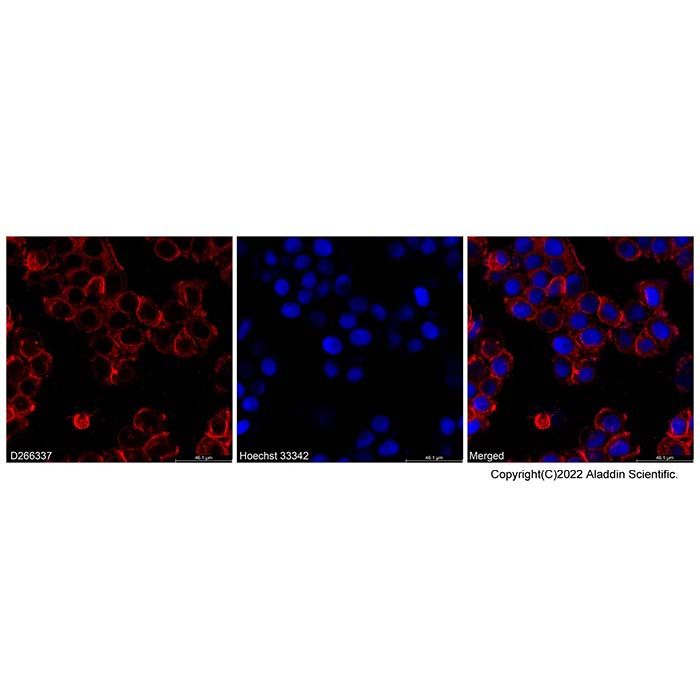 DiI iodide - BioReagent,for microscopy,Biological Stain,for fluorescence analysis CAS No(D266337) D266337 by Aladdin Scientific