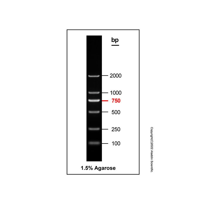 DNA Ladder (100-2000bp) - BioReagent, ready-to-use, suitable for electrophoresis, Suitable for molecular biology, for NA electrophoresis, 100-2000bp, 6 bands, Blue, 100bp/ 250bp/ 500bp/ 750bp/ 1000bp/ 2000bp  by Aladdin Scientific