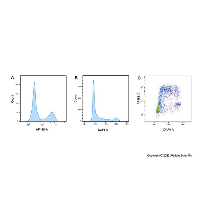 EdU Cell Proliferation Detection Kit (AF488)